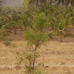 Tree Plantation, Viahraanthiyoga, Palani