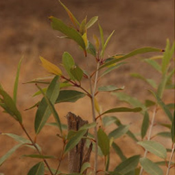 Tree Plantation, Viahraanthiyoga, Palani