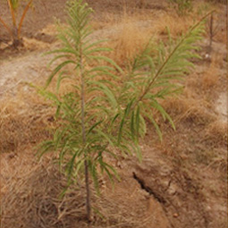 Tree Plantation, Viahraanthiyoga, Palani